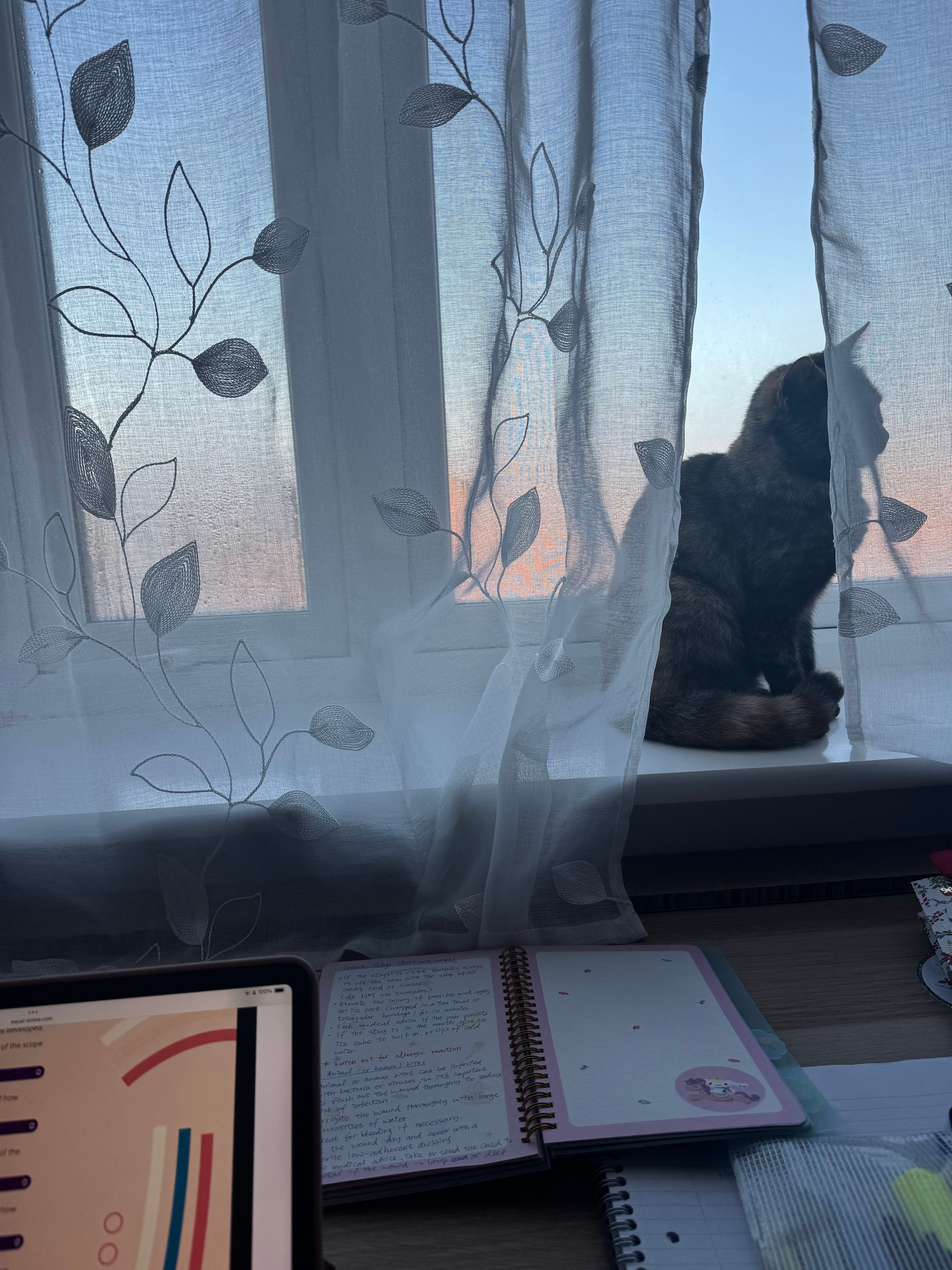 image-7