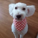 Bob