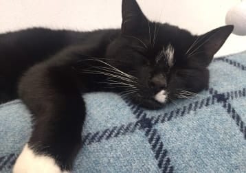 Pip
