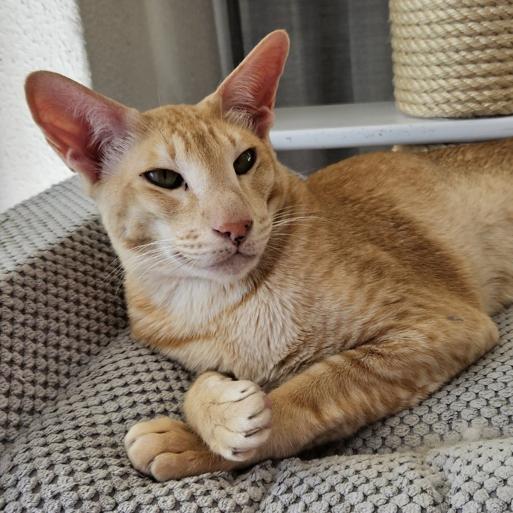 Flynn