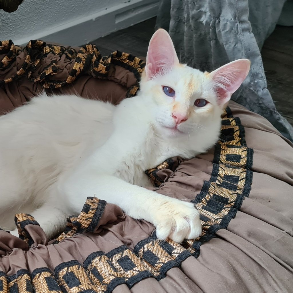 Odin