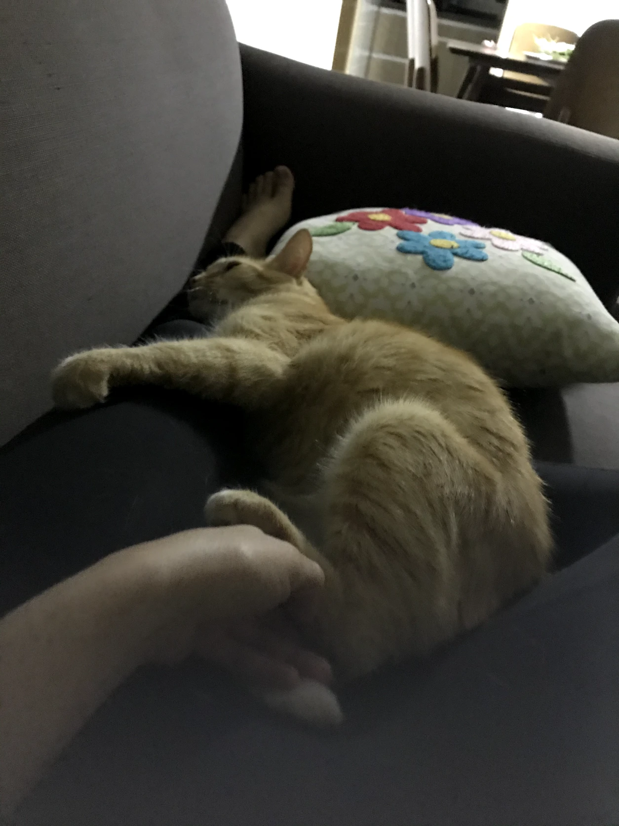 image-7