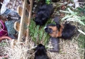 Diablo. Lucifer , Devel