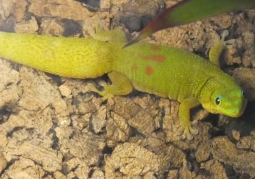 Gecko