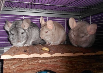 Chinchilla`s Knibbel, Knabbel En Knuisje 