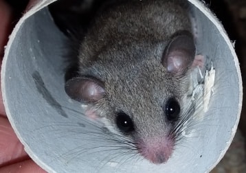 Afrikaanse Dwerg Relmuis