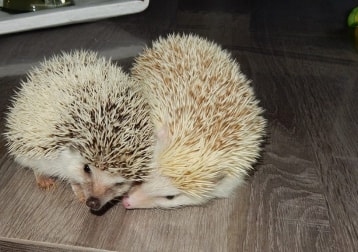 Lilly/romeo/ Julliet Afkrikaanse Witbuik Egels 