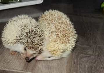 Lilly/romeo/ Julliet Afkrikaanse Witbuik Egels