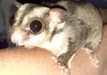 Lilo En Stich Sugar Gliders