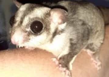 Lilo En Stich Sugar Gliders