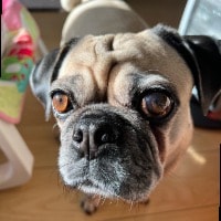 Poppy