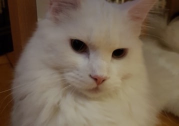 Milky