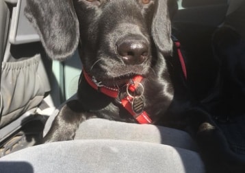 Harley