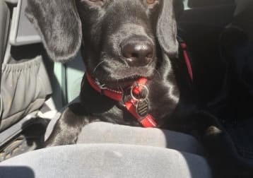 Harley