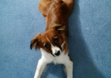 Emmi