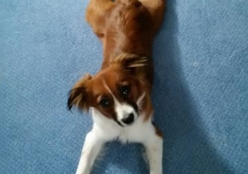 Emmi