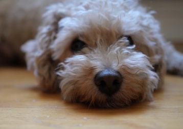 Albert