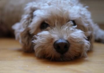 Albert