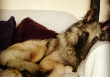 Ziva