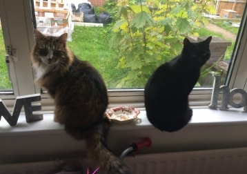Buster Alfie And Mowgli