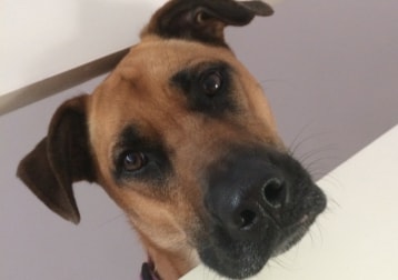 Sadie