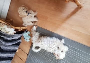 Alfie And Archie