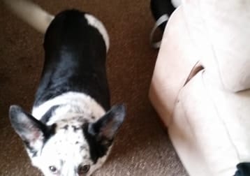 Molly