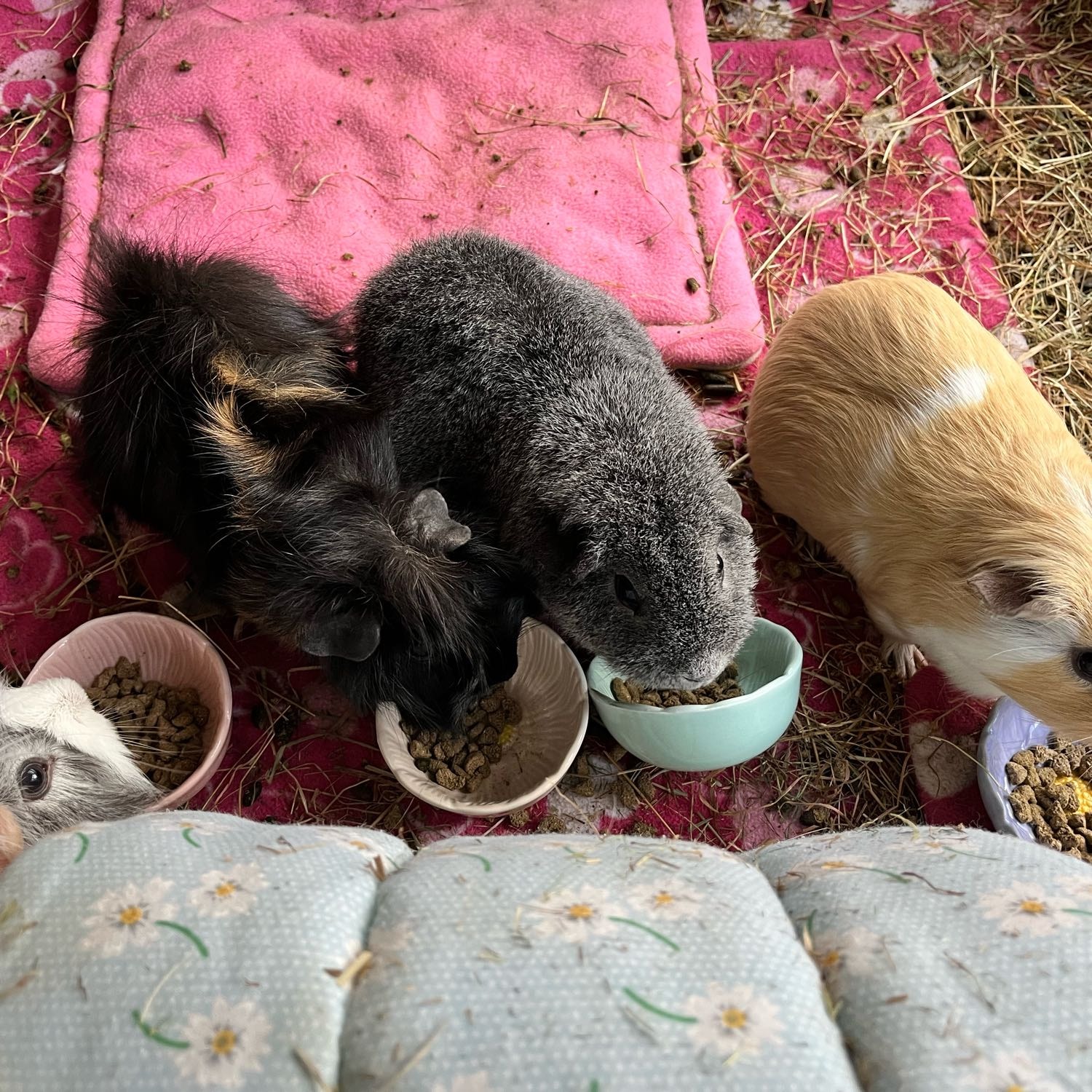 Guinea Pig Herd