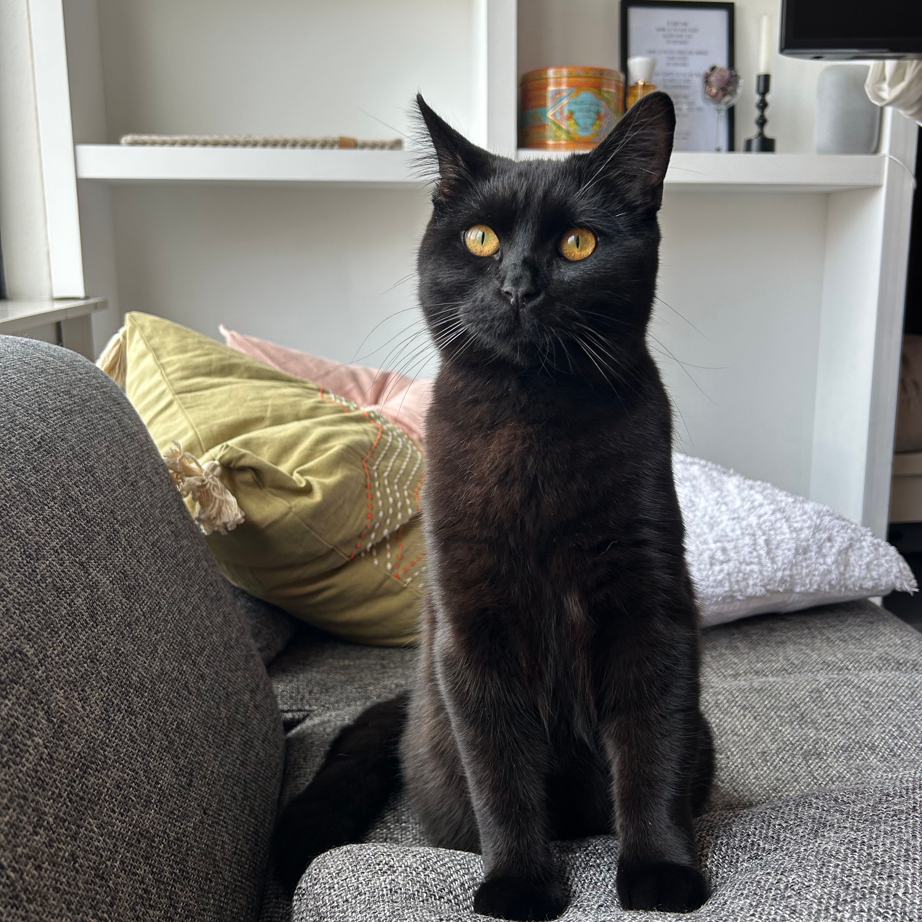 Bowie