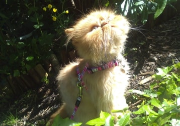 Teddy-tango