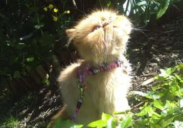 Teddy-tango