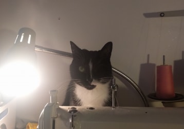 Ceci (short For Cecelia)