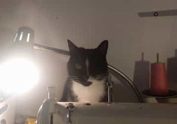 Ceci (short For Cecelia)