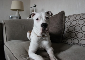 Skye