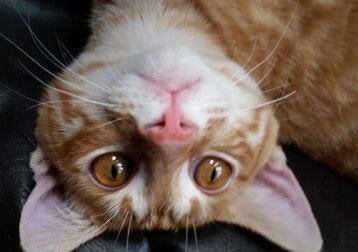 Simba