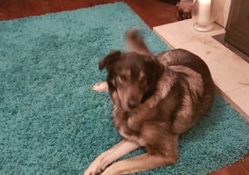 Sascha