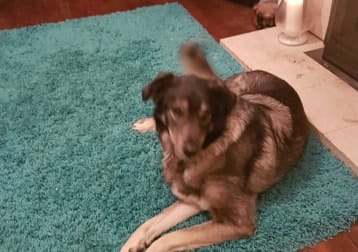 Sascha