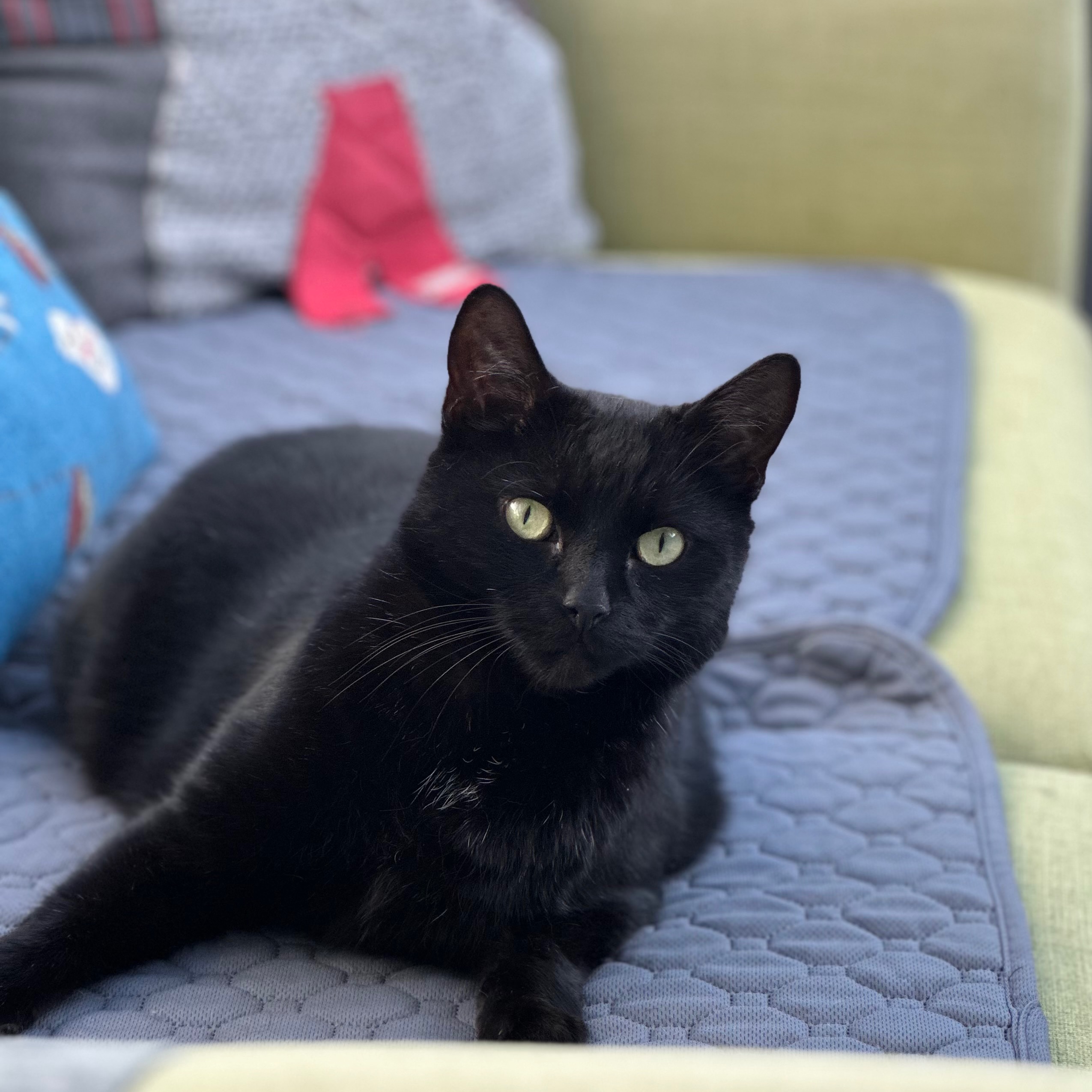 Oscar