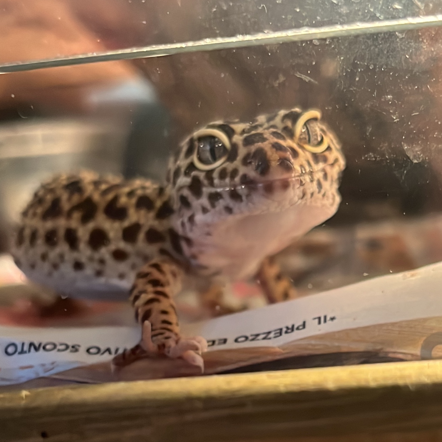 POLDA 