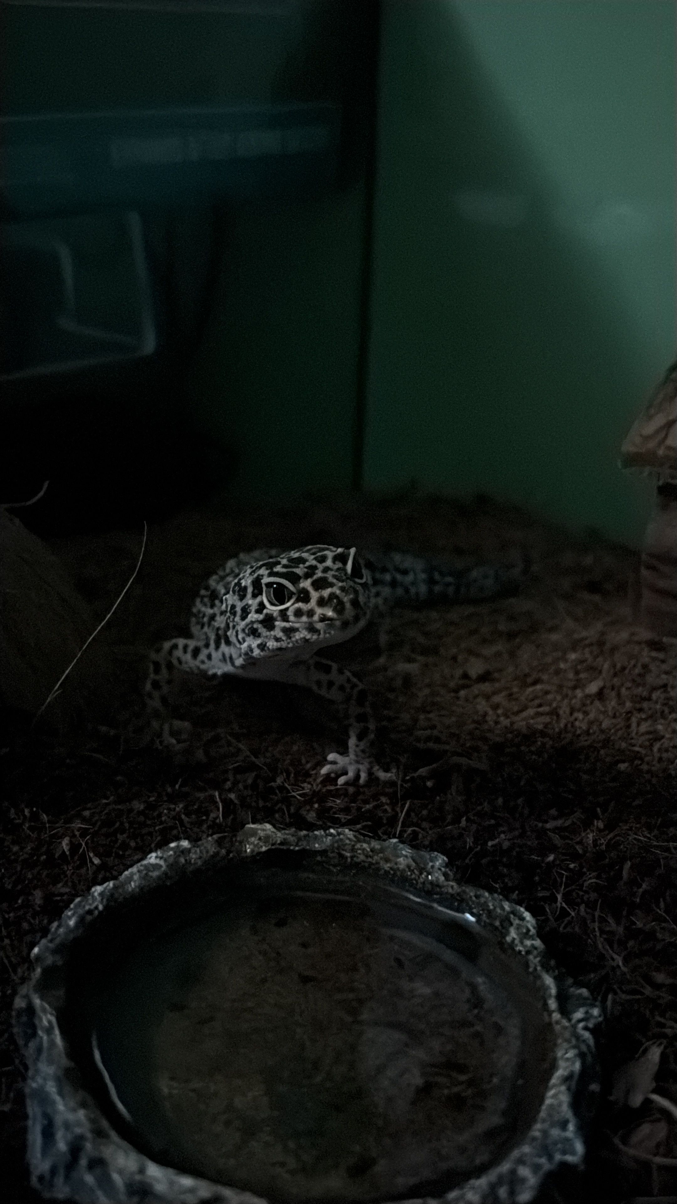 image-8