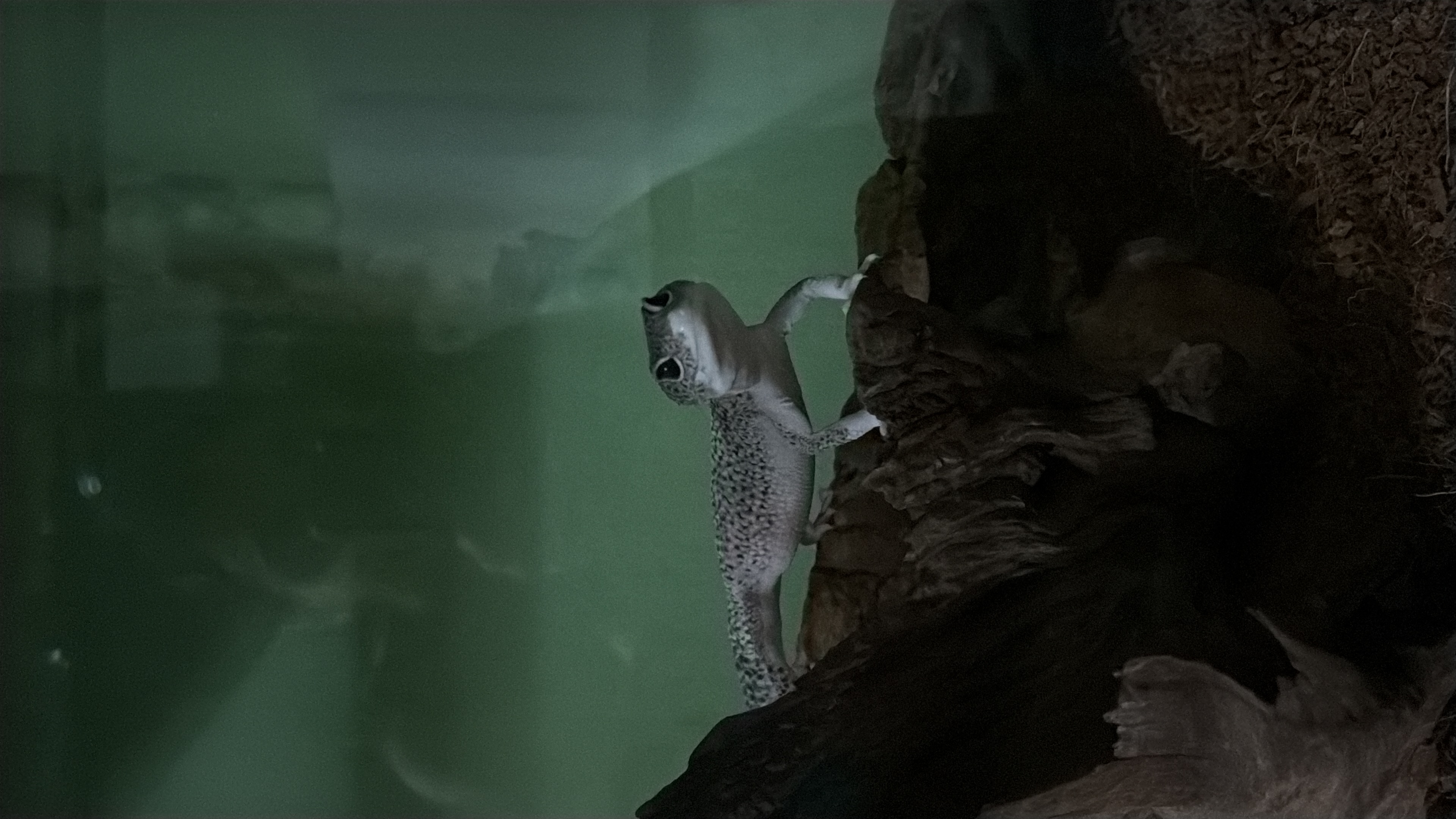 image-7