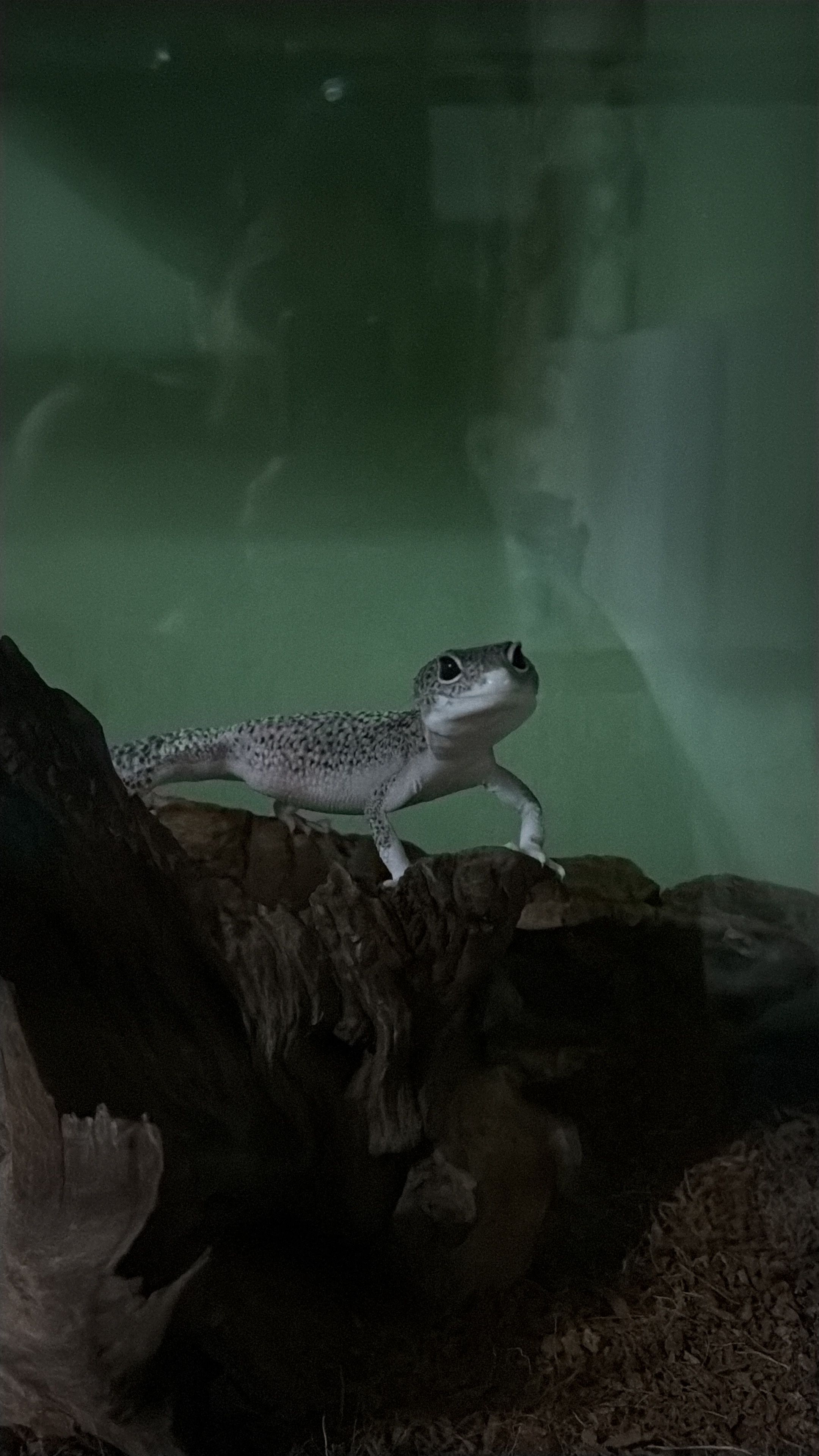image-7