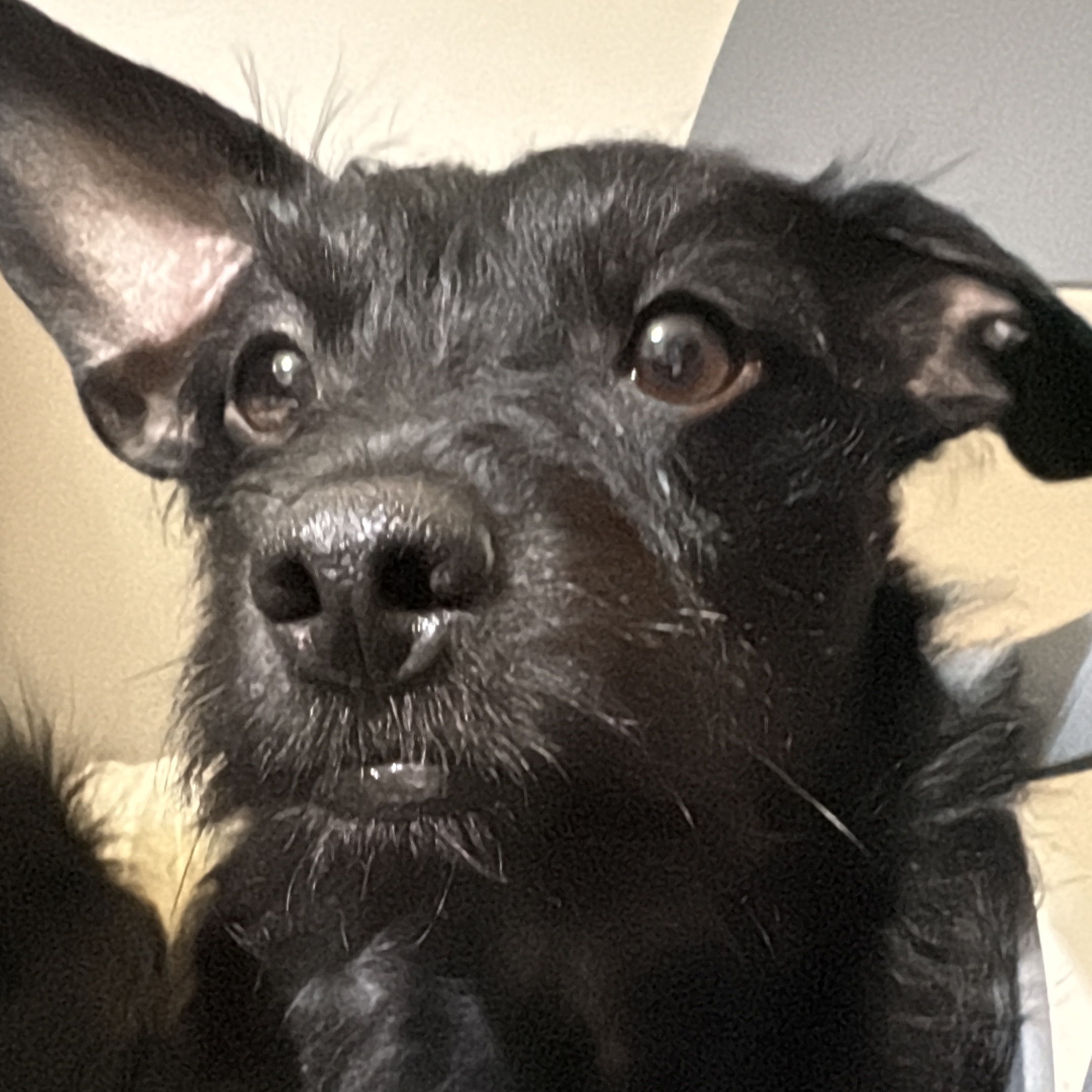 YODA