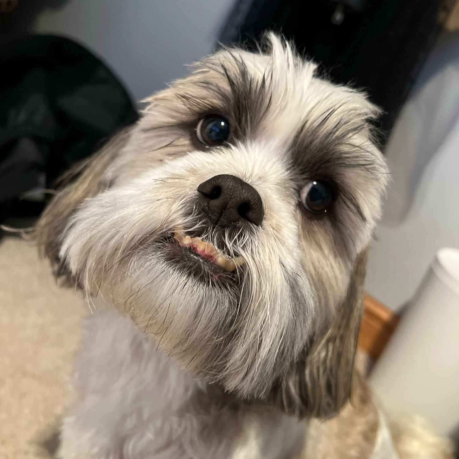 Ozzie
