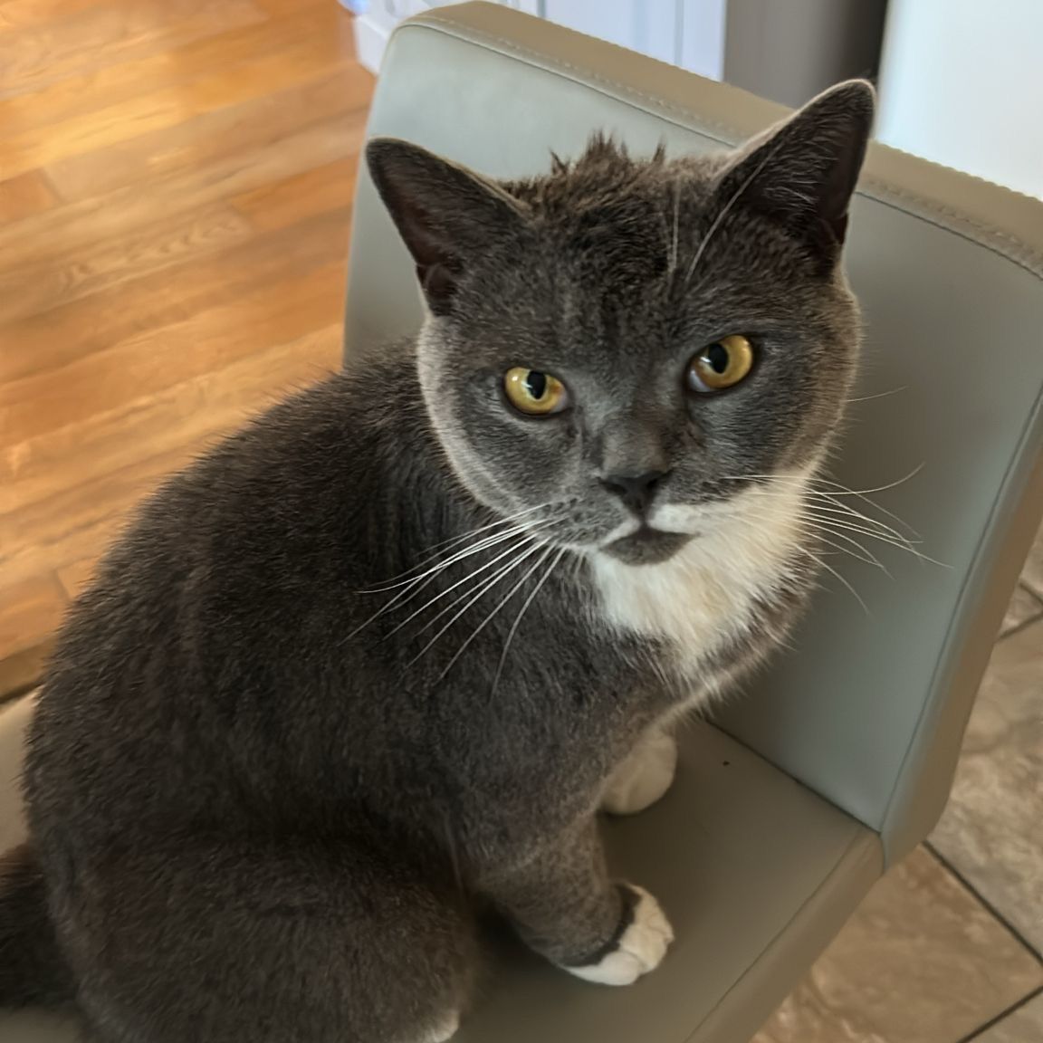 Greyson