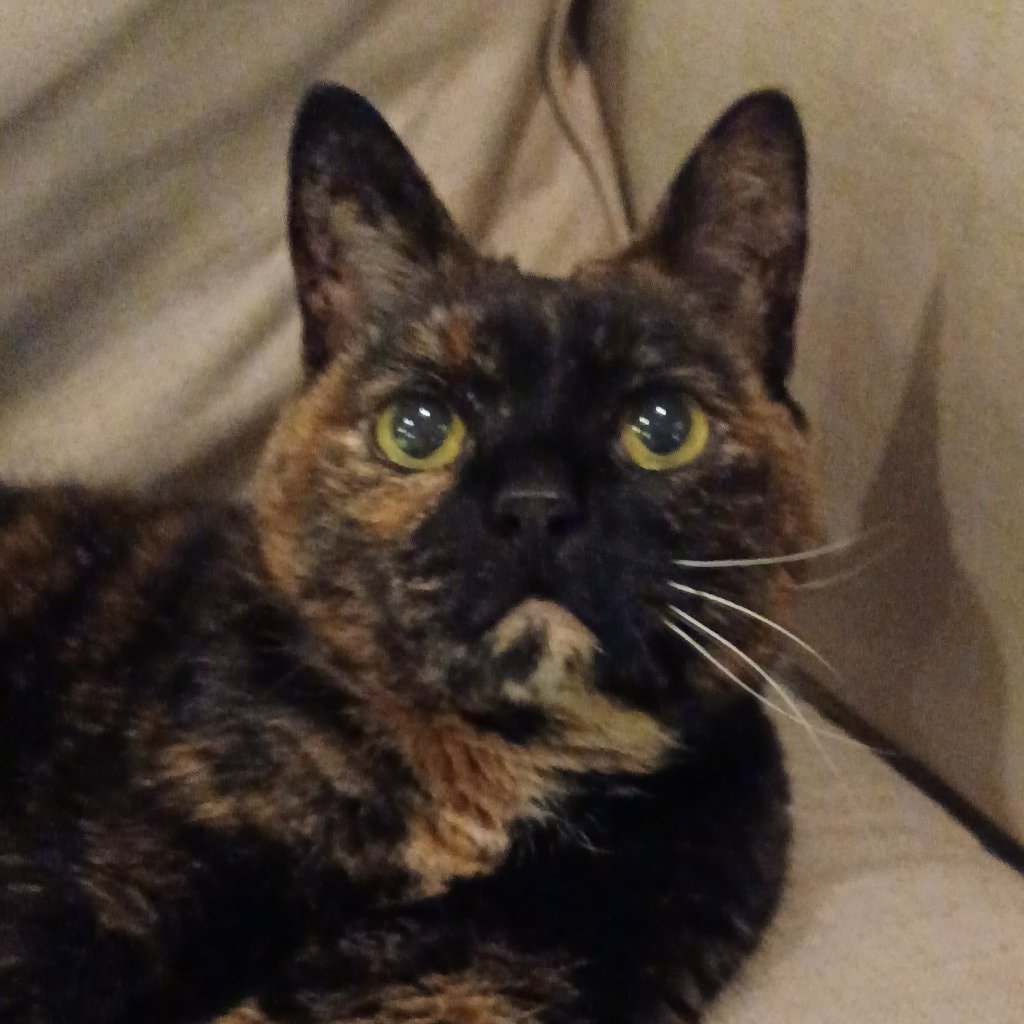 Rascal