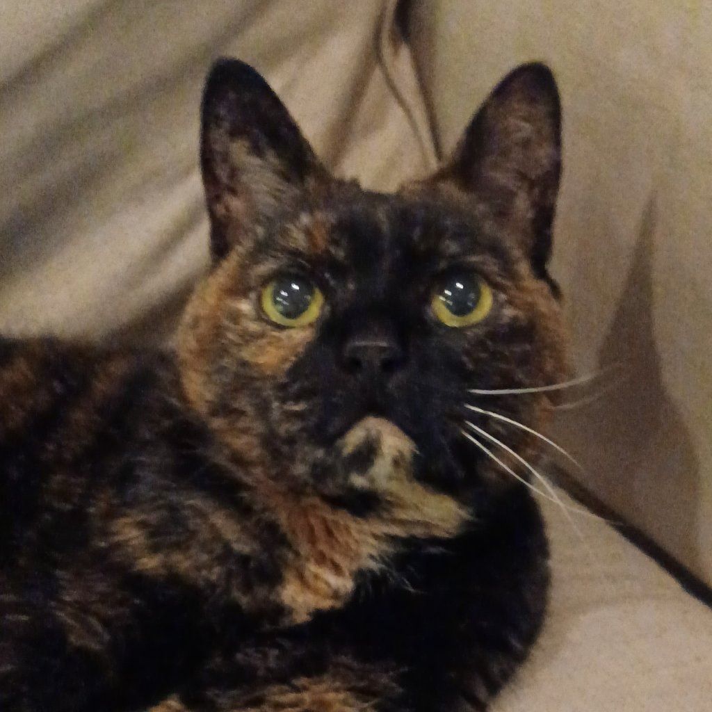Rascal