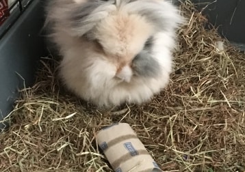 Sammy