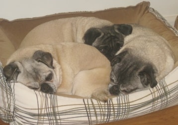 Maggie, Deejay, Portia