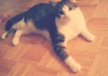 Oscar